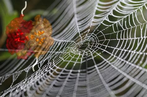 New Research Finally Explains Why Spider Silk Is So Incredibly Tough