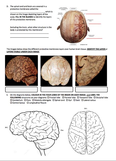 Brain Membrane Layers