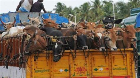 More Indians Eating Beef Buffalo Meat The Hindu