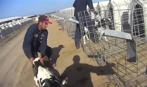 Horrifying Undercover Footage Shows Baby Cows Being Stabbed Beaten And