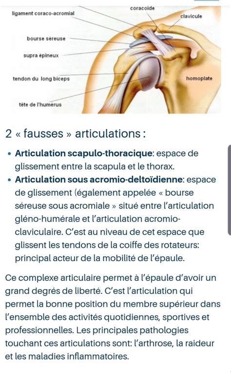 Epaule Espaces De Glissement Anatomie Physiologie Physiologie Biceps