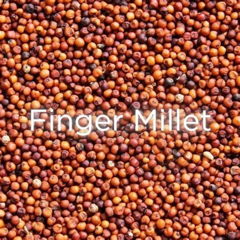 Organic Finger Millet Ragi At Rs Kg In Ahmedabad Id