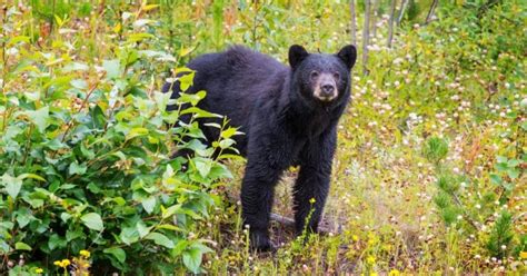 4 Reasons Why People Hunt Bears