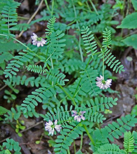 Crown Vetch Invasive Exotic Plants Of North Carolina · Inaturalist