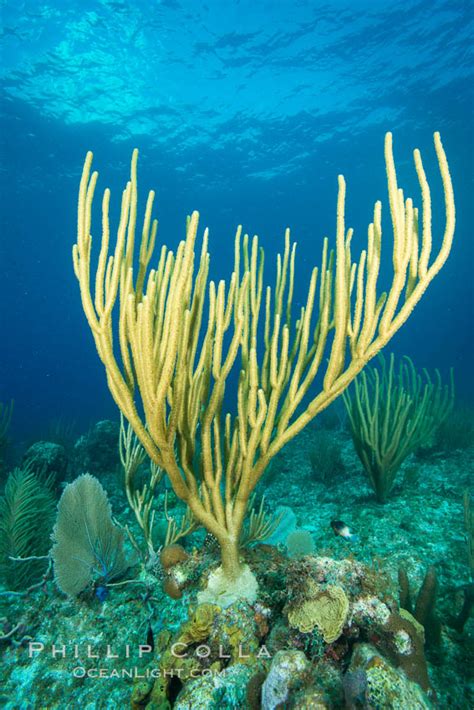 Gorgonian Soft Corals Grand Cayman Island Cayman Islands 32118