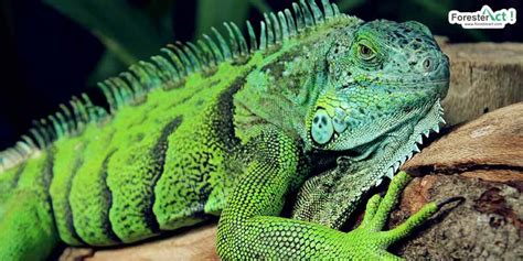 Iguana Iguana Iguana Jenis Habitat Dan Fakta Menarik