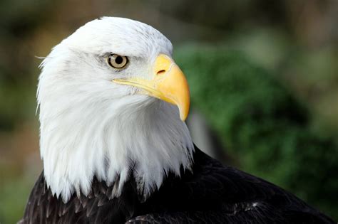 The Ultimate Guide To Bald Eagles Everything You Need To Know