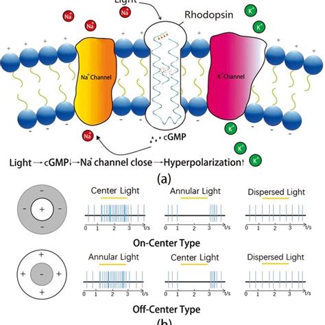 A Light Changes The Membrane Potential Of Rod Cells In Retina Light