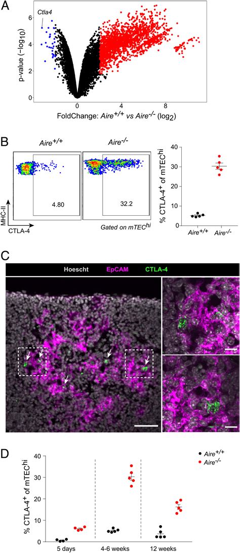 Ctla On Thymic Epithelial Cells Complements Aire For T Cell Central