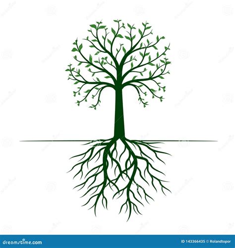 Green Tree With Leaves And Roots On White Background Vector