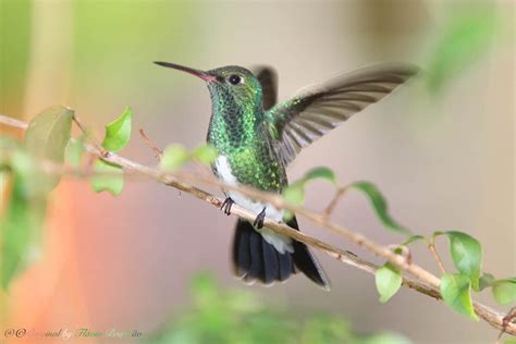 Beija Flor De Garganta Verde Caracter Sticas Alimenta O E Curiosidades