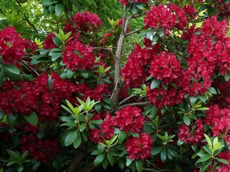 Red Flowers Blooming On The Branches Of Trees