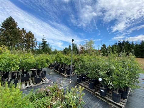 City Shade: Street Tree Planting Program | Port Angeles, WA - Official