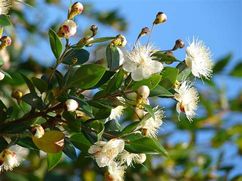 Common Myrtle Echte Myrte Myrtus Communis