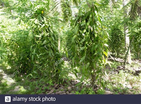 Vanilla Plantation High Resolution Stock Photography And Images Alamy