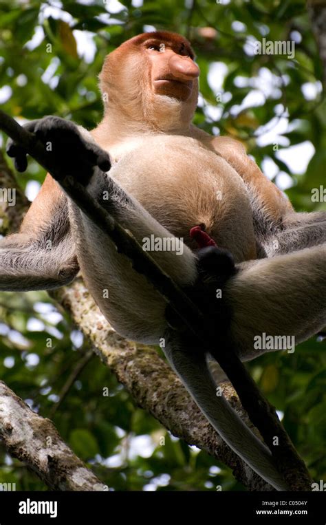 Male Proboscis Monkey Nasalis Larvatus Taken In Kalimantan Borneo