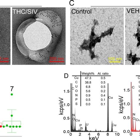 Temedx Elemental Analysis Of Bg Structures A Representative Tem