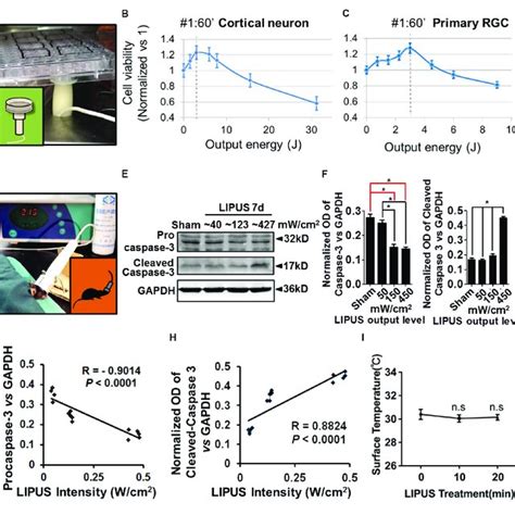 Low Intensity Of Ultrasound Has Beneficial Effect On Cell Viability