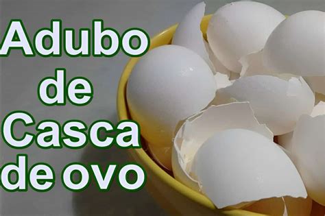 Dica Importante Aprenda A Fazer Um Adubo De Casca De Ovo Que Vai