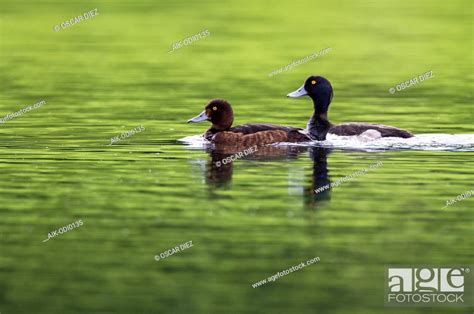 Pair Of Tufted Ducks Aythya Fuligula Swimming In Green Colored Lake