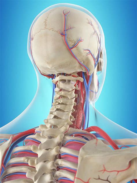 Human Neck Anatomy Photograph By Sciepro Fine Art America