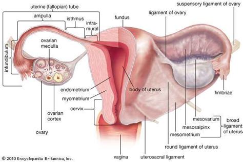 Fimbria Of The Fallopian Tube Anatomy