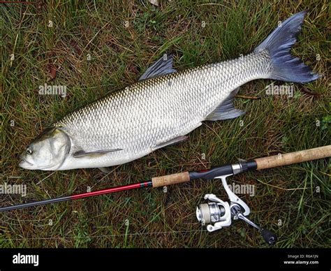 Asp aspius aspius hi-res stock photography and images - Alamy