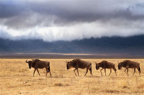 Wildlife Photography In Ngorongoro Crater Tanzania 25000 Large