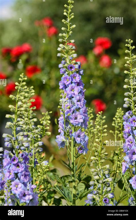 Larkspur Delphinium Elatum Stock Photo Alamy