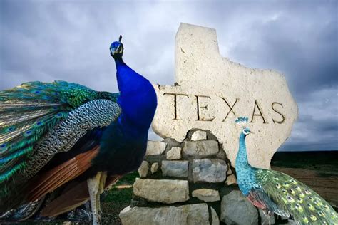 Discover The Free Roaming Peacocks Of Small Town Texas