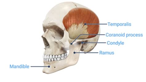 TMJ Flashcards Quizlet