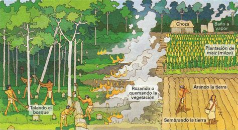 Aprende Todo Sobre La Agricultura Maya