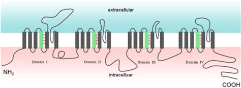 Voltage Sensitive Sodium Channel Subunit The Channel Consists Of