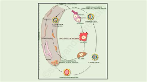 General Feature Of Male And Female Ascaris Comparison Of Ascaris Life Cycle Of Ascaris Ppt