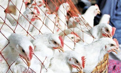 Broiler Chicken Price Soars Reaching Nearly 200 Tk