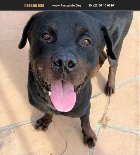 Adopt 22061000161 ~ Rottweiler Rescue ~ Gilbert Az