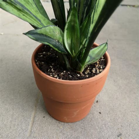 Dracaena Formerly Sansevieria Brazilian Moonshine Furniture Home