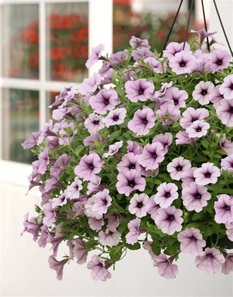 Surfinia® Purple Vein The No1 Petunia Brand Colors Your City