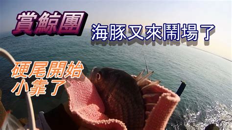 20230307 賞鯨團，海豚又來串場了，硬尾小靠可惜不是目標魚 磯釣 螺釣 黑鯛 浮標 金寶螺 海釣 釣魚 練餌 南極