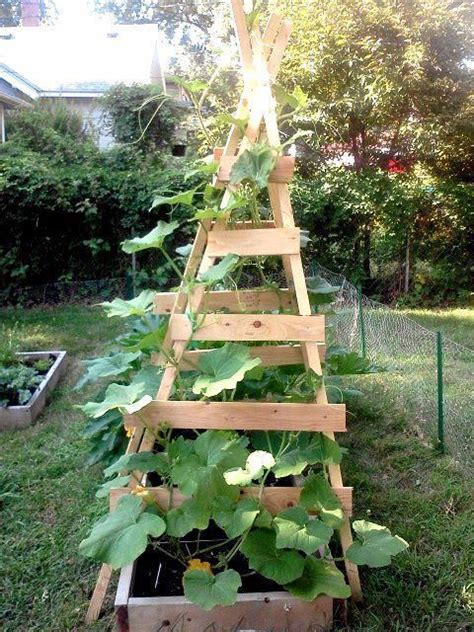 Vertikales Zucchini Gitter Zucchini Trellis Pumpkin Trellis Diy