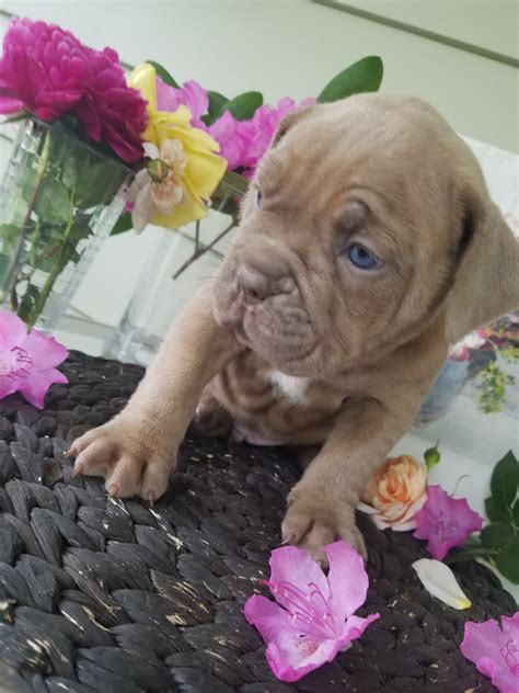 Dogue De Bordeaux Puppies For Sale | Beachwood, OH #200112