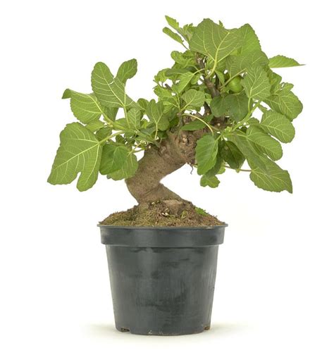 Prebonis Och Bonsai Ficus Carica Brycus