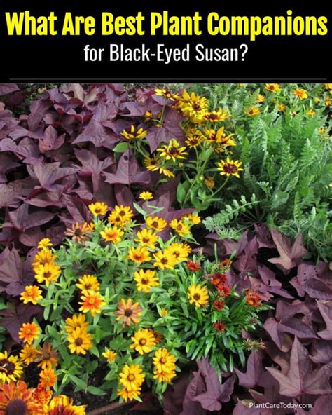 Black Eyed Susan Companion Plants What Are The Best Plant Companions