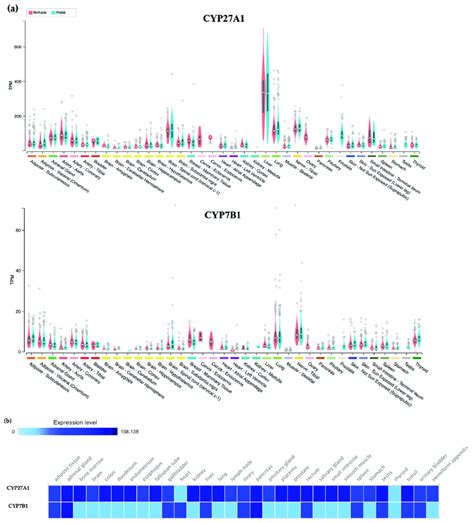 Expression Patterns Of Cyp A And Cyp B In Humans A The Gene