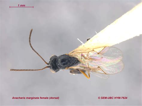 Anacharis