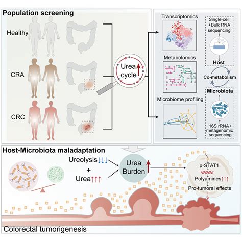 Urea Cycle Activation Triggered By Host Microbiota Maladaptation