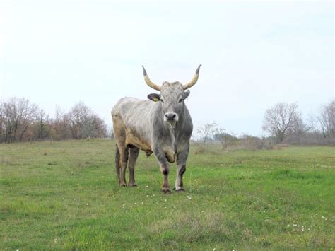 Boškarin "Berlino", Šverki (04./2010.) | Cute cows, Istra, Animals