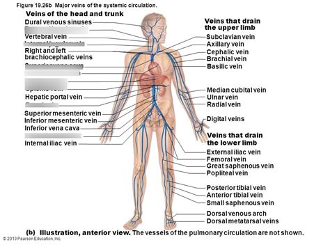 Veins Of The Head And Trunk Diagram Quizlet