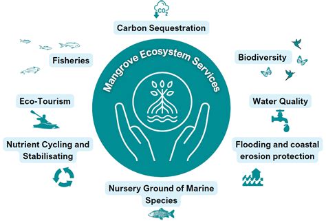 Ecosystem Service Benefits Of Mangroves Replanet