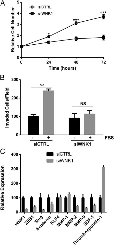 Actions Of The Protein Kinase Wnk1 On Endothelial Cells Are